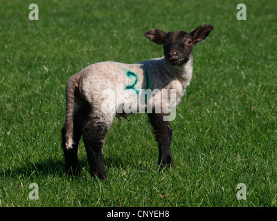 Neu geboren Lamm, UK Stockfoto