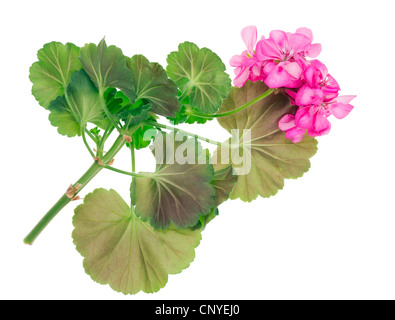 Die Niederlassung Ihres Lieblings indoor Pflanzen rosa Geranie. Isoliert Stockfoto