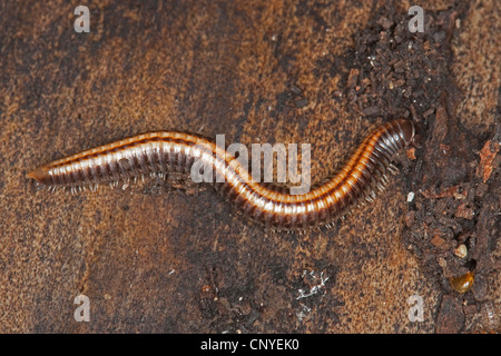 gestreifte Tausendfüßer (Ommatoiulus Sabulosus), auf abgestorbenem Holz Stockfoto