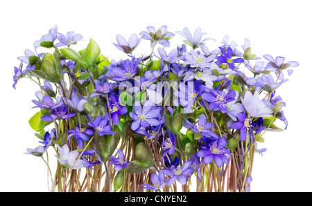 Grenze von sanften erste Wald entspringt blauen Blüten isoliert Makro Studioaufnahme Stockfoto