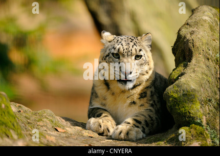 Schneeleopard (Uncia Uncia, Panthera Uncia), ruht auf einem Felsen Stockfoto