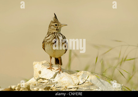 erklommene Lerche (Galerida Cristata), sitzt auf einem Stein, Bulgarien Stockfoto