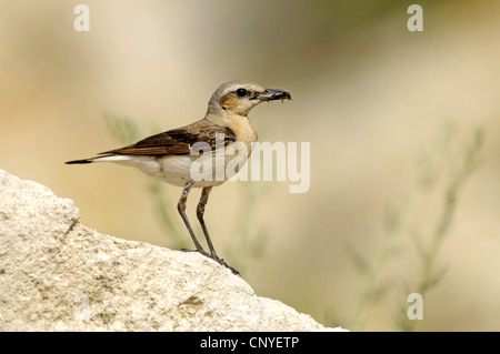 nördlichen Steinschmätzer (Oenanthe Oenanthe), sitzt auf einem Felsen mit ein Insekt im Schnabel, Bulgarien Stockfoto