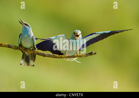 Blauracke (Coracias Garrulus), männliche Landung auf einem Ast neben einer weiblich, Bulgarien Stockfoto