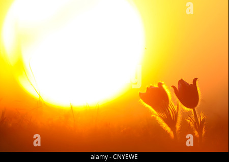 Kuhschelle (Pulsatilla Vulgaris), Silhouette der beiden Blumen bei Sonnenuntergang, Deutschland, Bayern Stockfoto