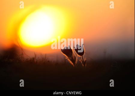 Kuhschelle (Pulsatilla Vulgaris), Silhouette der beiden Blumen bei Sonnenuntergang, Deutschland, Bayern Stockfoto
