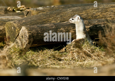 Hermelin, Hermelin (Mustela Erminea), im Winterfell, Blick aus Holzstapel, Deutschland, Niedersachsen Stockfoto