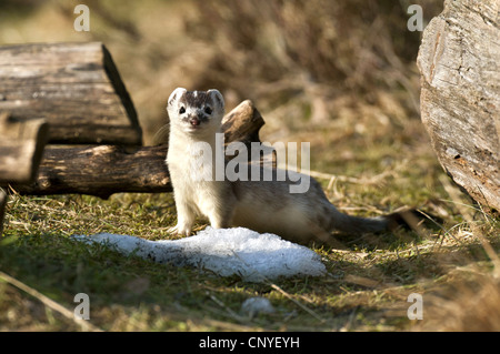 Hermelin, Hermelin (Mustela Erminea), im weißen Winter Fell, Deutschland, Niedersachsen Stockfoto