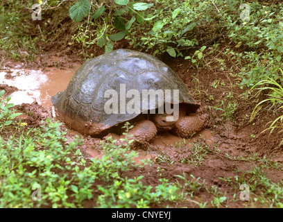 Galapagos-Riesenschildkröte (Geochelone Elephantopus, Geochelone Nigra, Testudo Elephantopus, Chelonoides Elephantopus), sitzt in einer Pfütze Stockfoto