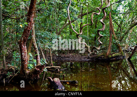 Teich im tropischen Regenwald, Australien, Queensland, Daintree Nationalpark Stockfoto