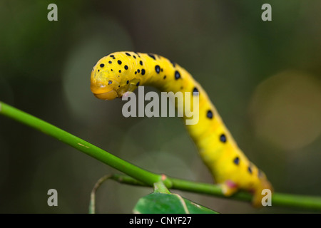 04:00 Motte (Dysphania Numana, Dysphania Fenestrata), Raupe auf einem Zweig, Australien, Queensland, Daintree Nationalpark Stockfoto