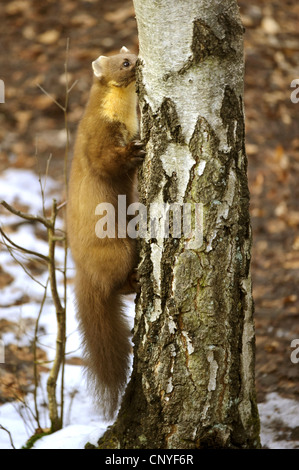 Europäischen Baummarder (Martes Martes), Klettern am Stamm des Baumes, Deutschland, Niedersachsen, Vechta, Deutschland Stockfoto