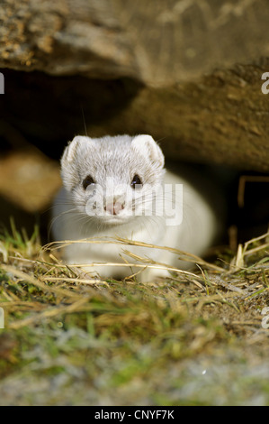 Hermelin, Hermelin (Mustela Erminea), im weißen Winter Fell, Blick aus Holzstapel, Deutschland, Niedersachsen Stockfoto