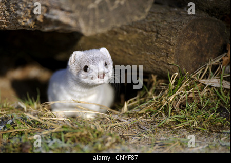 Hermelin, Hermelin (Mustela Erminea), im weißen Winter Fell, Blick aus Holzstapel, Deutschland, Niedersachsen Stockfoto