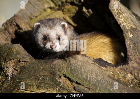 Europäischer Iltis (Mustela Putorius), juvenile Blick aus einem Baum Loch, Deutschland, Niedersachsen Stockfoto