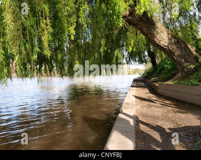 Weeping Willow Tree entlang des River Severn, UK Stockfoto