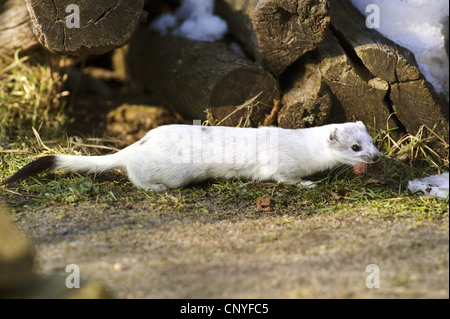 Hermelin, Hermelin (Mustela Erminea), im Winter Fell am Holzstapel, Deutschland, Niedersachsen Stockfoto