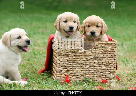 Mischling Hund (Canis Lupus F. Familiaris), Labrador-Mix, Welpen mit Korb auf einer Wiese Stockfoto