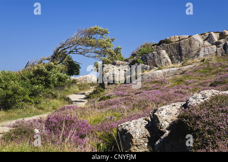 felsige Küstenlandschaft an Hammer Odde, Hammeren, Nordspitze der Insel, Dänemark, Bornholm, Hammer Odde Stockfoto