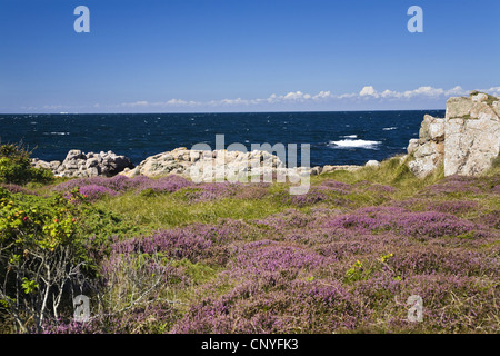 Küstenlandschaft an der Nordspitze der Insel, Hammer Odde, Hammeren, Bornholm, Dänemark Stockfoto