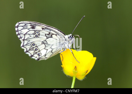 Schachbrettfalter (Melanargia Galathea), sitzen auf einer Butterblume Blume, Deutschland, Rheinland-Pfalz Stockfoto