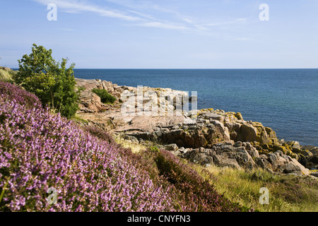 Heather, Ling (Calluna Vulgaris), Panoramablick auf das Meer von Klippen an der Nordspitze der Insel Bornholm, Hammeren, Hammer Odde, Dänemark Stockfoto