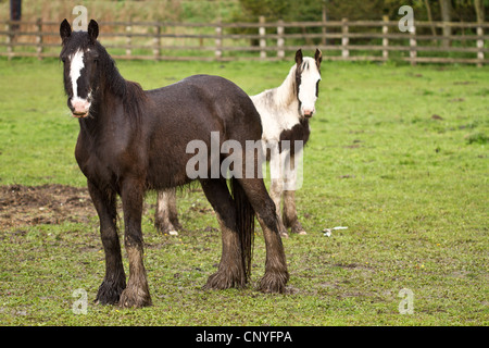 2 Pferde in einem Feld stehend braun, weißes Gesicht und eine weiße und braune nassen schlammigen nassen Pferd Stockfoto