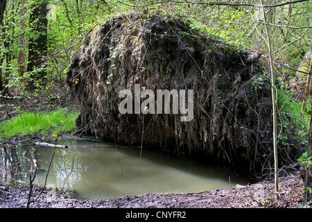 Weide, Korbweide (Salix spec.), unbewurzelten Weide von starkem Regen und Sturm, Deutschland, Nordrhein-Westfalen Stockfoto