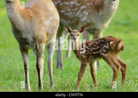 Sika Rotwild (Cervus Nippon), Gruppe mit Rehkitz auf einer Wiese Stockfoto