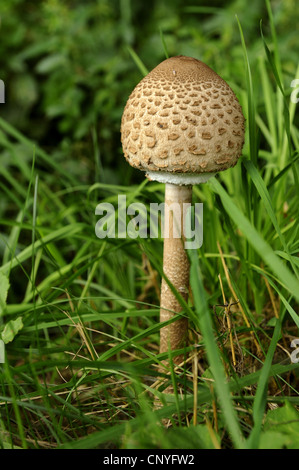 Parasol (Macrolepiota Procera, Lepiotia Procera), junges Exemplar in den Rasen mit der Kappe noch unausgebreitet, Deutschland, Bayern Stockfoto