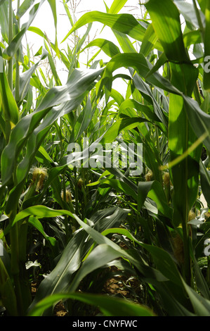 Mais, Mais (Zea Mays), in einem Maisfeld, Deutschland, Bayern Stockfoto