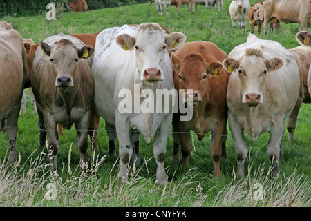 Hausrind (Bos Primigenius F. Taurus), stehend hinter einem Elektrozaun, Deutschland, Nordrhein-Westfalen Stockfoto