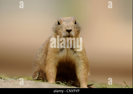 schwarz-angebundene Präriehund, Plains Präriehund (Cynomys sich), Vorderansicht Stockfoto