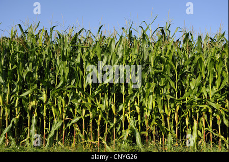 Mais, Mais (Zea Mays), Mais-Feld, Deutschland, Bayern Stockfoto