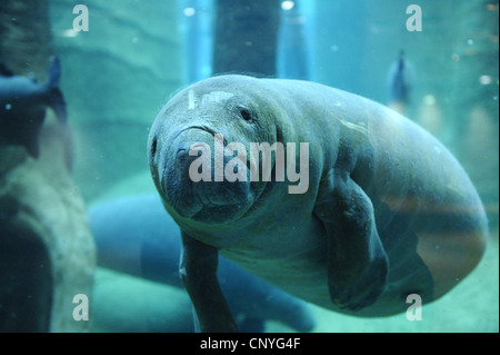 West Indian Manatee, Florida Seekuh, karibische Seekuh, Antillean Manati (Trichechus Manatus), Unterwasser Stockfoto