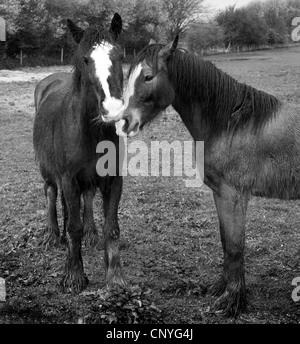 2 Pferde stehen in einem Feld umarmen liebevolle kuscheln, Regen durchnässt Stockfoto