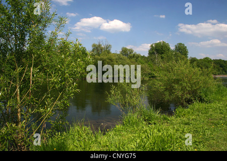 Weide, Korbweide (Salix spec.), Ruhr River in Bochum-Dahlhausen im Sommer, Bochum, Ruhrgebiet, Nordrhein-Westfalen, Deutschland Stockfoto