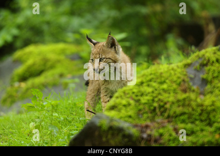 nördlichen Luchs (Lynx Lynx Lynx), pup in einem Wald, Deutschland, Hessen Stockfoto