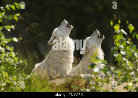 Polarwolf, Tundra-Wolf (Canis Lupus Albus, Canis Lupus Arctos), zwei heulende Wölfe Stockfoto