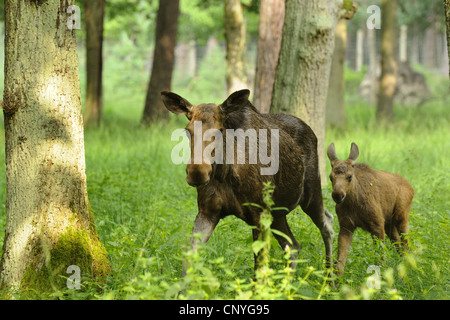 Elche, Europäischen Elch (Alces Alces Alces), Elchkühe und Wade reichen Wald, Deutschland Stockfoto