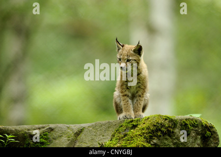 nördlichen Luchs (Lynx Lynx Lynx), pup auf einem Felsen, Deutschland, Hessen Stockfoto