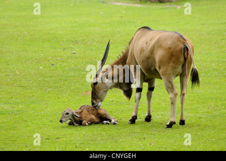 Gemeinsame Eland, südlichen Eland (Tauro Oryx, Tragelaphus Oryx), Mutter lecken ihre jungen Stockfoto