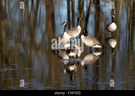 Kanadagans (Branta Canadensis), stehen im flachen Wasser, Deutschland, Nordrhein-Westfalen Stockfoto