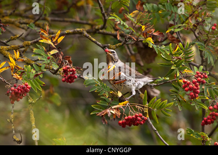 Wacholderdrossel (Turdus Pilaris), sitzt in einem Rowan tree Fütterung Beeren, Deutschland, Bayern Stockfoto