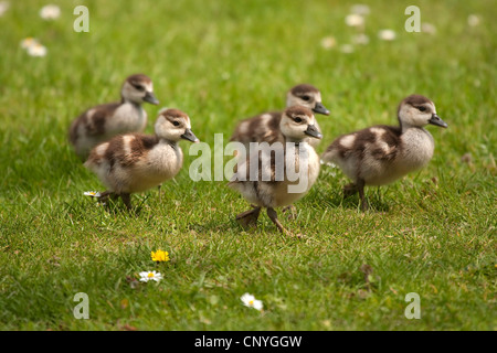 Nilgans (Alopochen Aegyptiacus), Küken, Deutschland Stockfoto