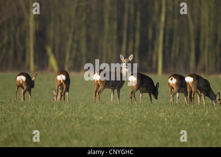 Reh (Capreolus Capreolus), Rotwild auf einer Wiese weiden, Deutschland Stockfoto