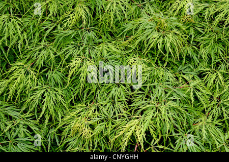 Japanischer Ahorn (Acer Palmatum 'Dissectum', Acer Palmatum Dissectum), Blätter der Sorte Dissectum, Deutschland Stockfoto