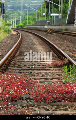 Herb Robert (Geranium Robertianum), wachsen auf einem Railtrack, Deutschland, Nordrhein-Westfalen Stockfoto