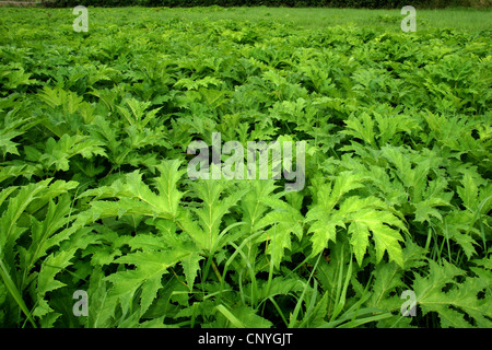 Riesenbärenklau (Heracleum Mantegazzianum), dicht wachsenden Pflanzen auf einer Wiese im Ruhrgebiet, Deutschland, Nordrhein-Westfalen Stockfoto