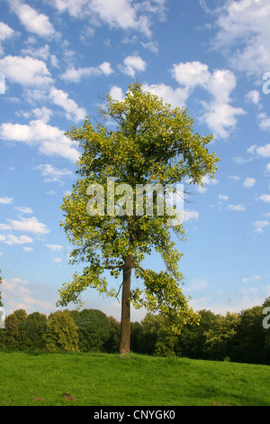 Tulpenbaum (Liriodendron Tulipifera), einziger Baum in einem Park, Deutschland, Nordrhein-Westfalen Stockfoto